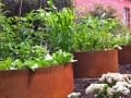 corten-garden-rings-for-planter-beds